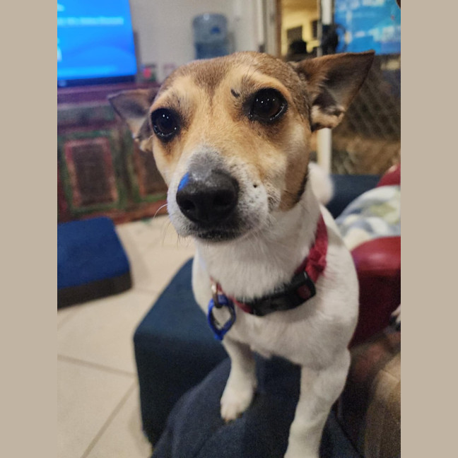 Photo of Tj   4 Year Old Jack Russell