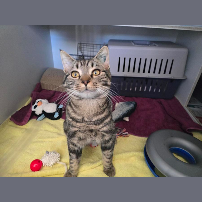 Photo of Prawn *Meet Me At Pet Stock Birkenhead Point*