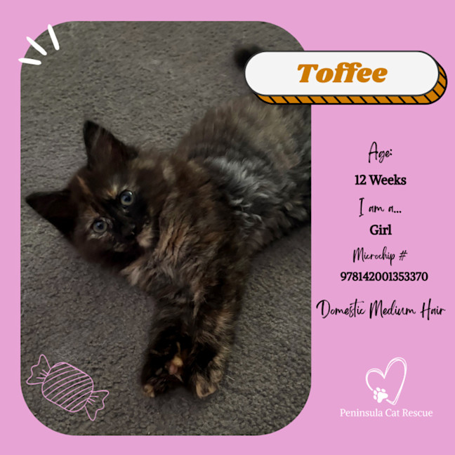Photo of Toffee