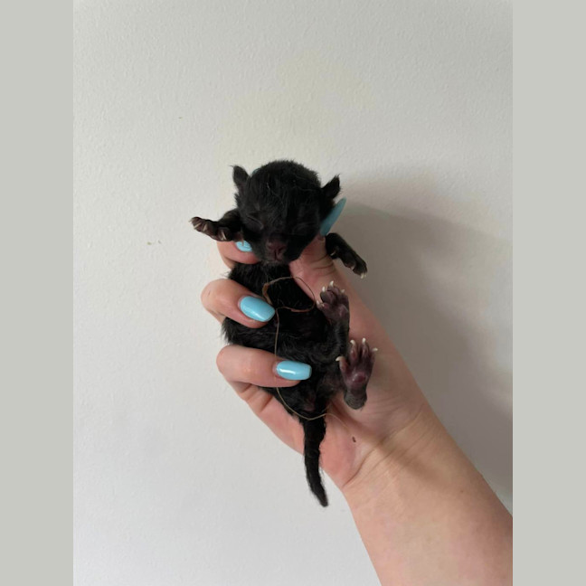 Photo of Toothless