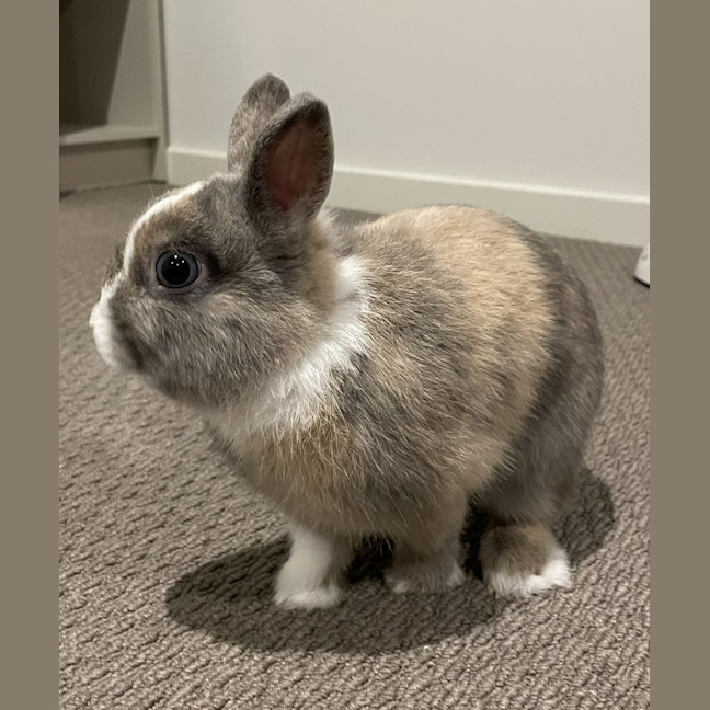 Photo of Butter 