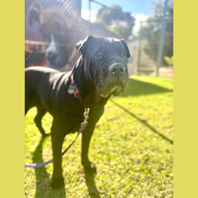 Photo of Skye