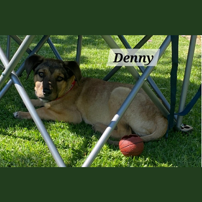 Photo of Denny
