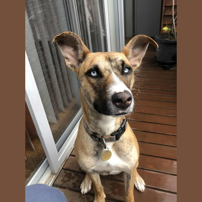 Photo of Zippy
