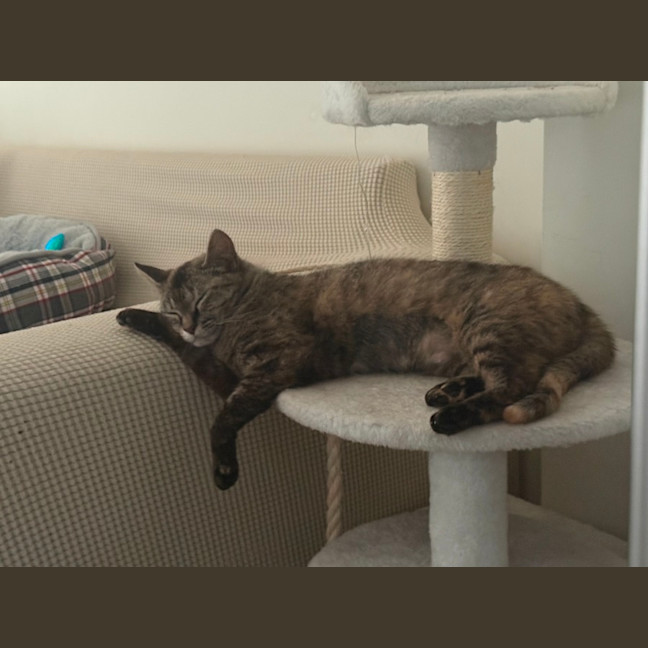 Photo of Pixie