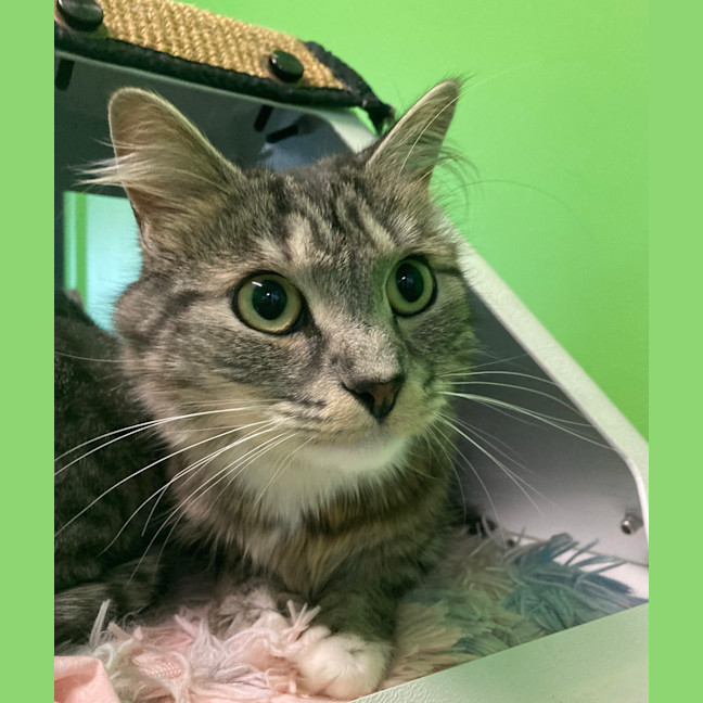 Photo of Toast (Bonded To Baguette)