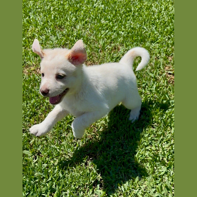 Photo of Aspen   6 Week Old Cattle Dog X