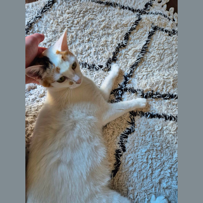 Photo of Mia Meet Me@Petstock Keysborough Store 