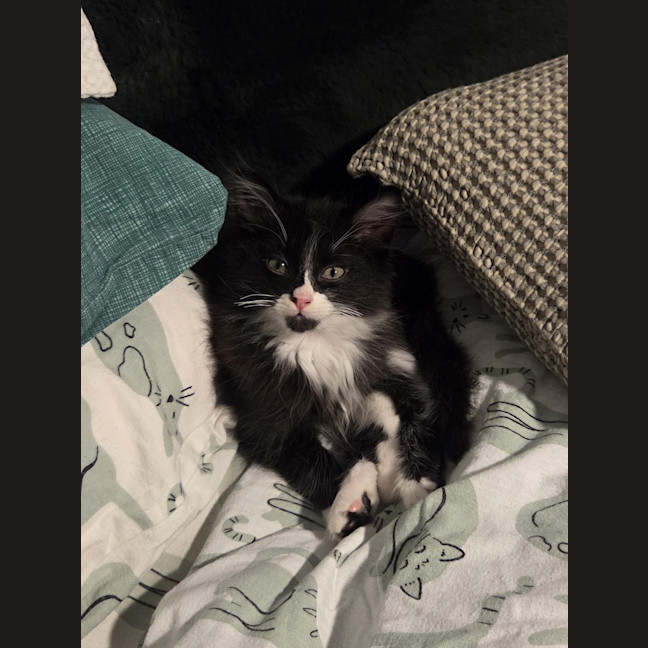 Photo of Biscuit