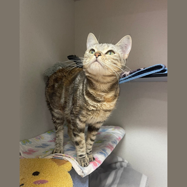 Photo of Athena