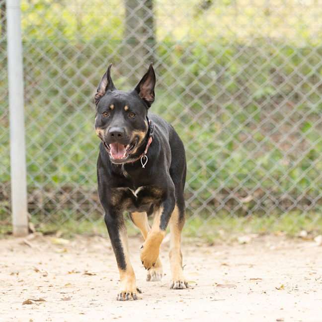 Photo of Echo