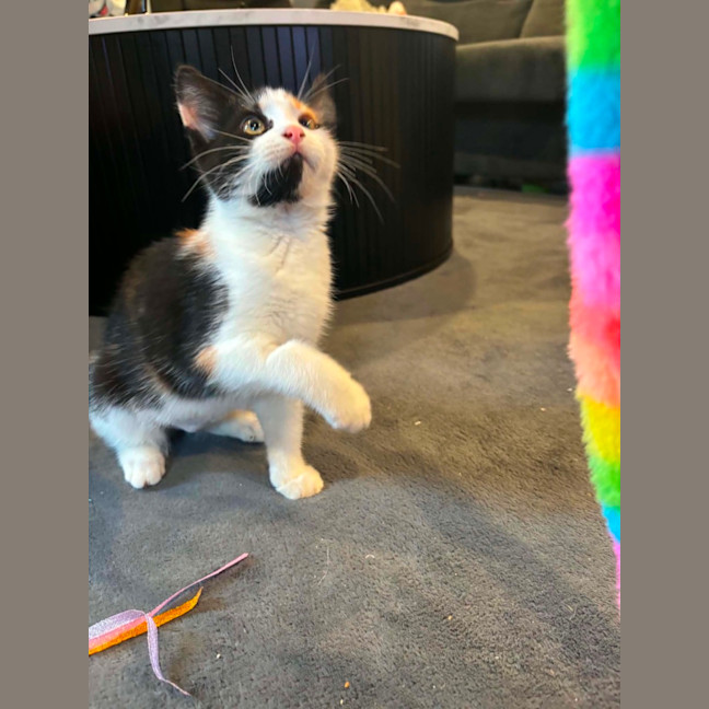 Photo of Cali