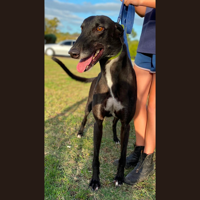 Photo of Ace The Greyhound