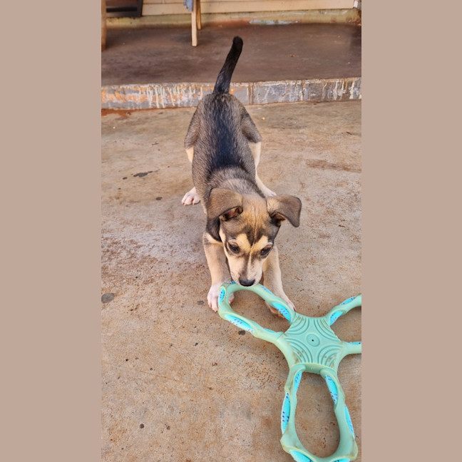 Photo of Balto (Spyro)