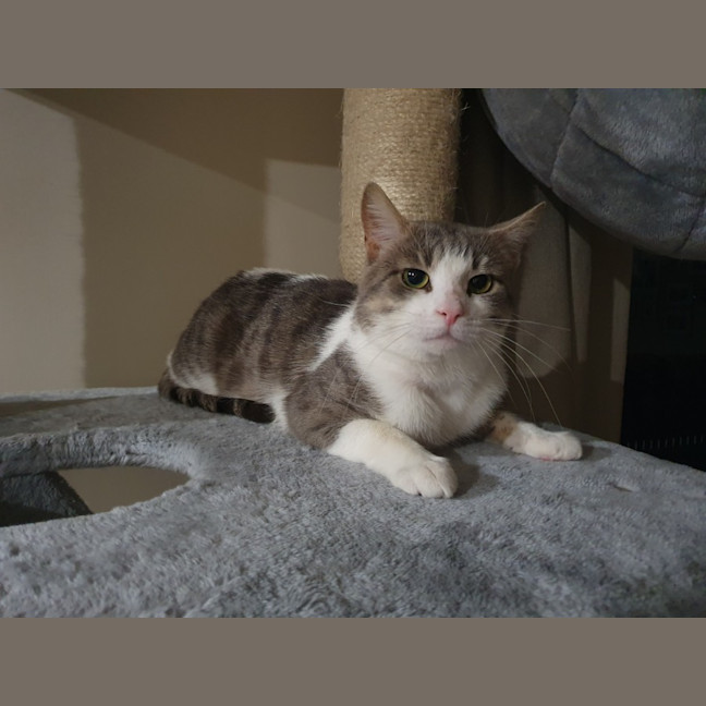 Photo of Chester Kumara