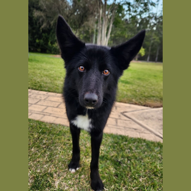 Photo of Pumba