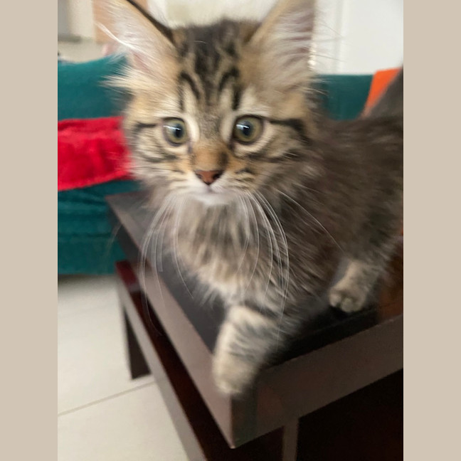 Photo of Nini