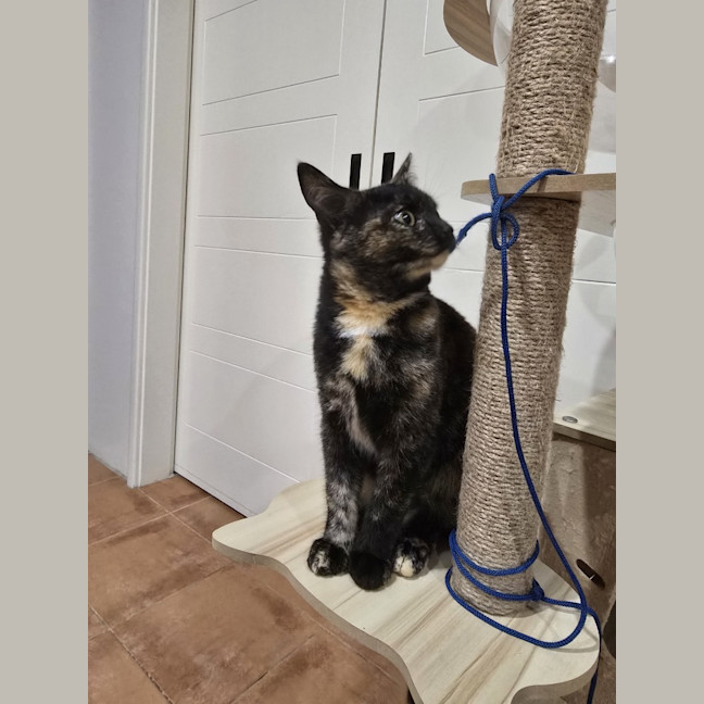 Photo of Ebony