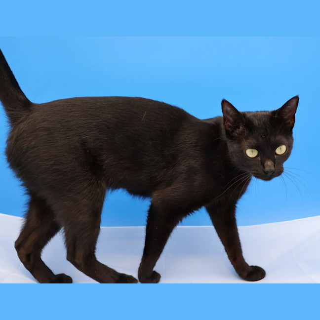 Photo of Julie   Now At Pet Quarters Glendale