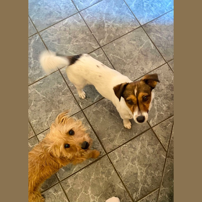 Photo of Buddy