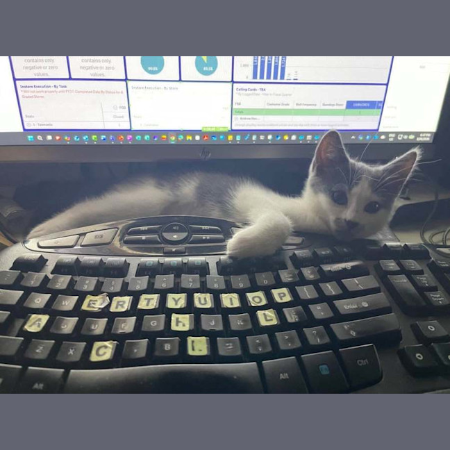 Photo of Evie ** 2nd Chance Cat Rescue **