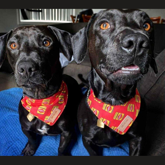 Photo of Dallas & Dexter   7 Year Old Dachshund X