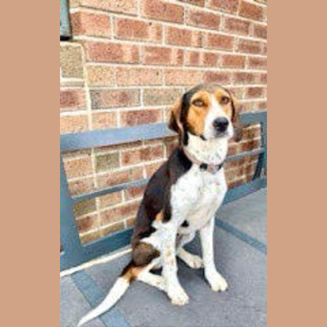 Photo of Daisy   Assisted Rehome 