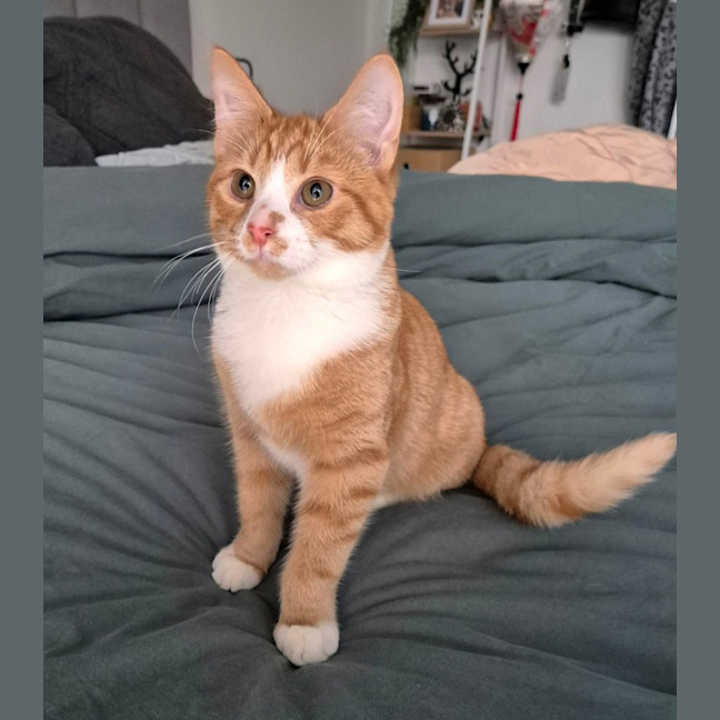 Photo of Dippy