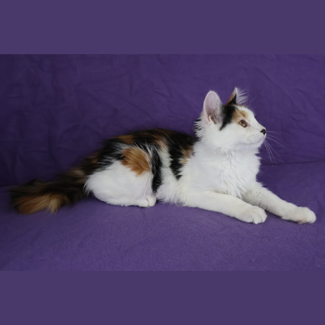 Photo of Princess Scraggledragon