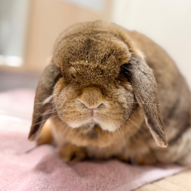Photo of Cinnamon Scroll