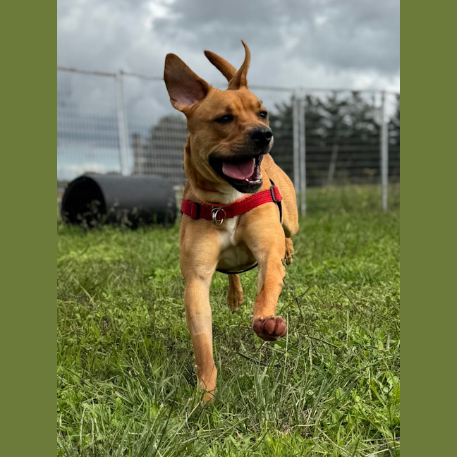 Photo of Arlo