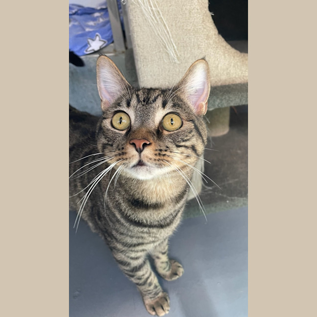 Photo of Simba