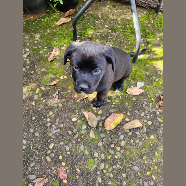 Photo of Pepper   10 Week Old Staffy X