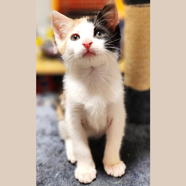 Photo of Tinker