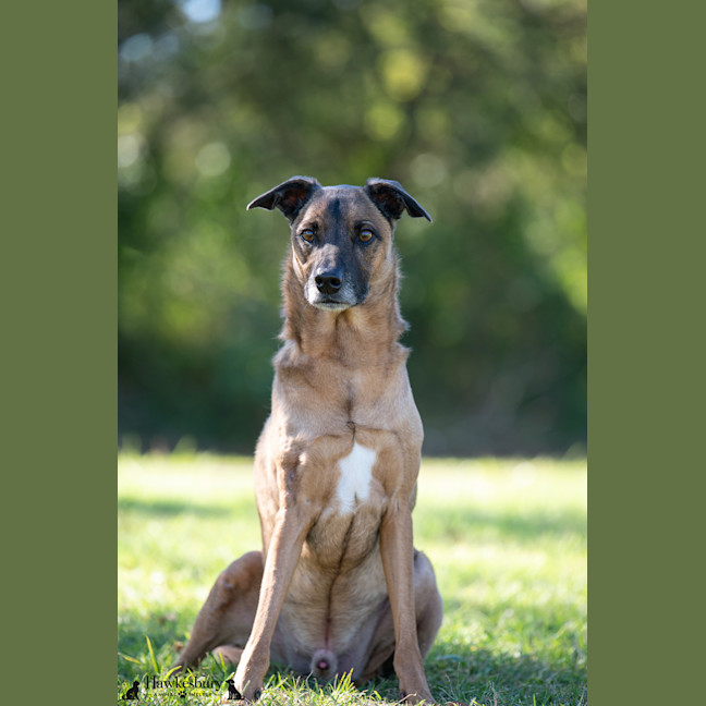 Photo of Fenrir