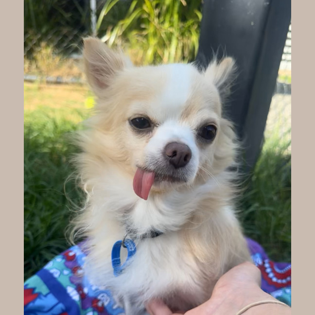 Photo of Casper