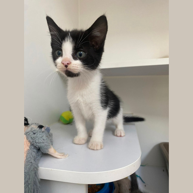 Photo of Oslo Junior (9953)