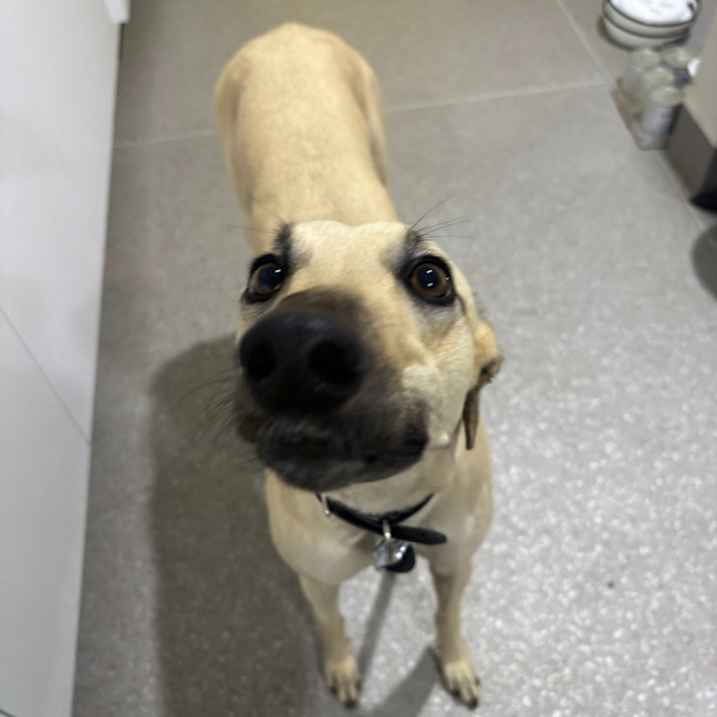 Photo of Cupcake The Greyhound