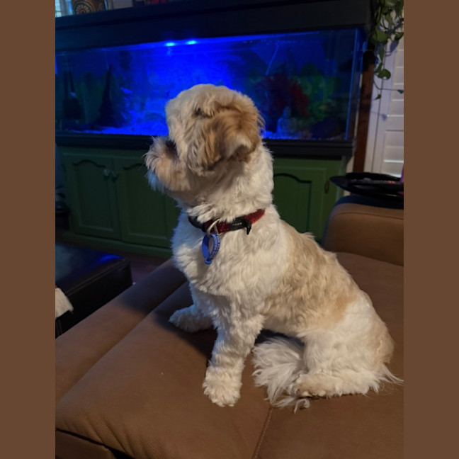 Photo of Brandy   1 Year Old Shih Tzu X