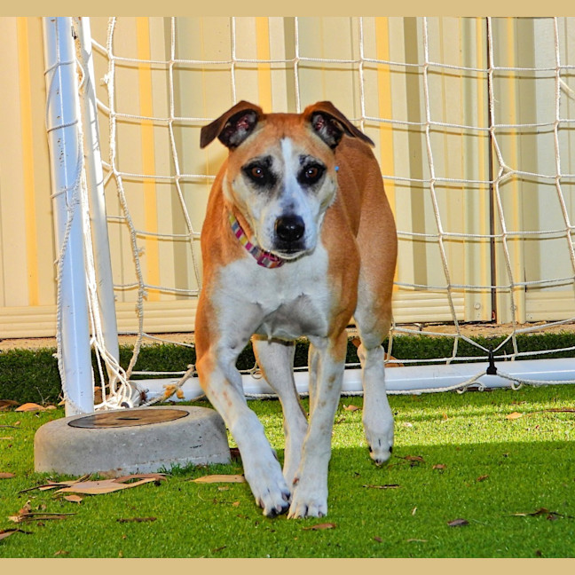 Photo of Stella