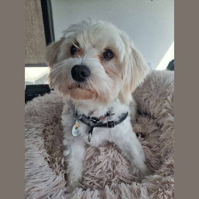 Photo of Max (Was Yoki ) 