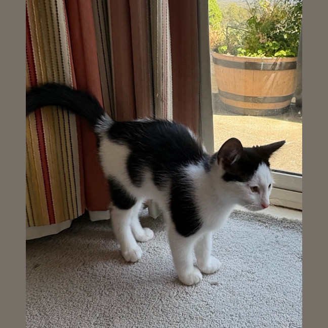 Photo of Oreo   Reduced Adoption Fee