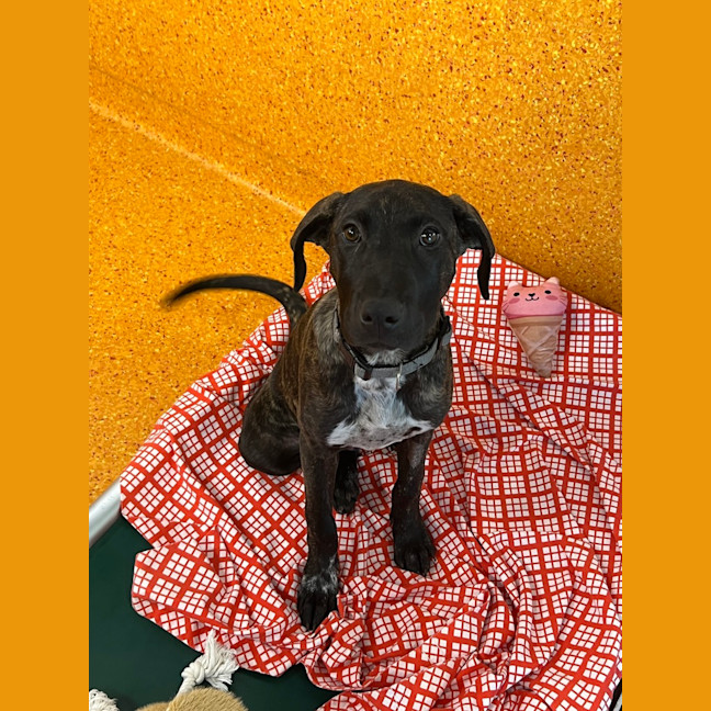 Photo of Nala