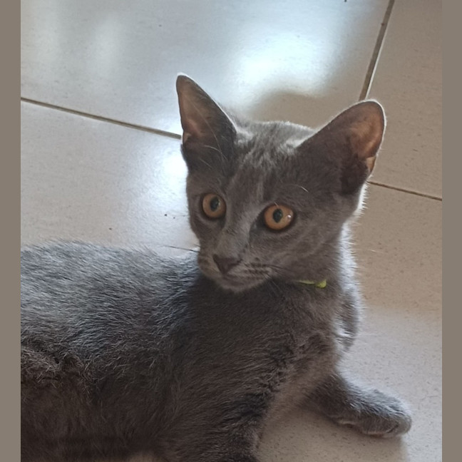 Photo of Smokey 2