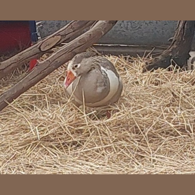 Photo of Honcules