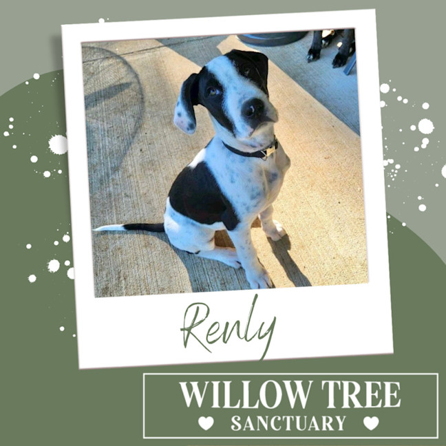 Photo of Renly