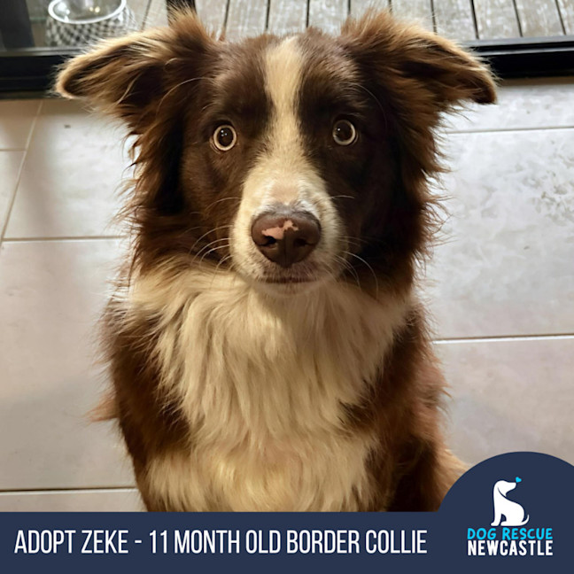Photo of Zeke   11 Month Old Border Collie