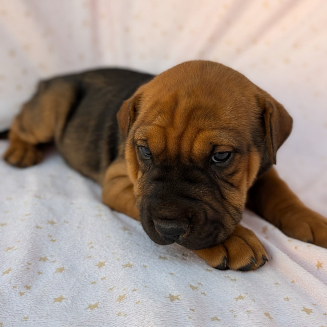 Photo of Banjo