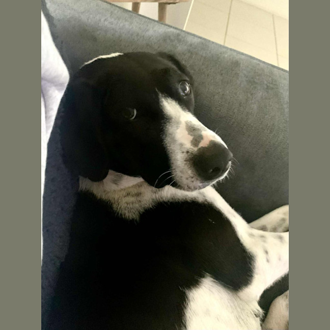 Photo of Luna   2 Year Old Mixed Breed