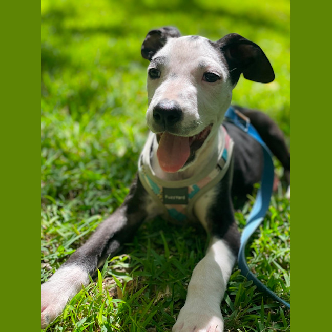 Photo of Sheriff 